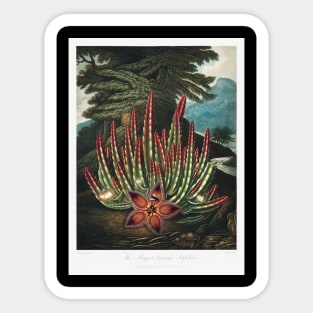 The maggot bearing Stapelia Sticker